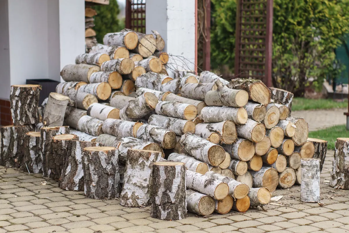 Best Compact Birch Trees for Small Yards: 6 Varieties Compared