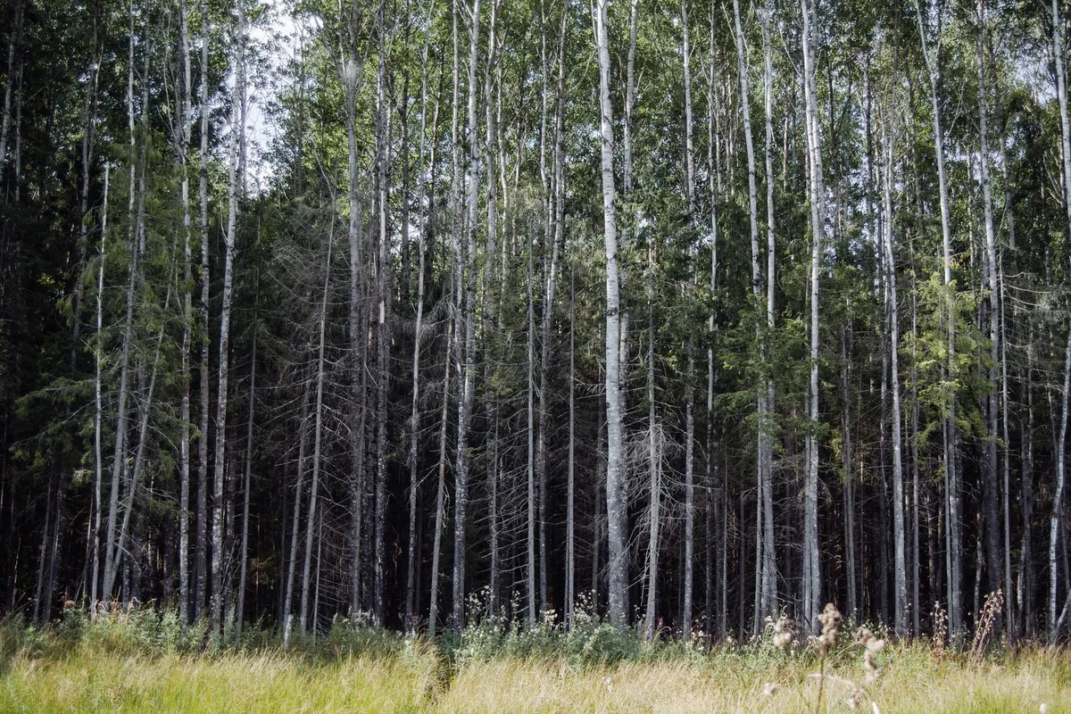 Birch vs. Aspen: How to Tell These Lookalike Trees Apart