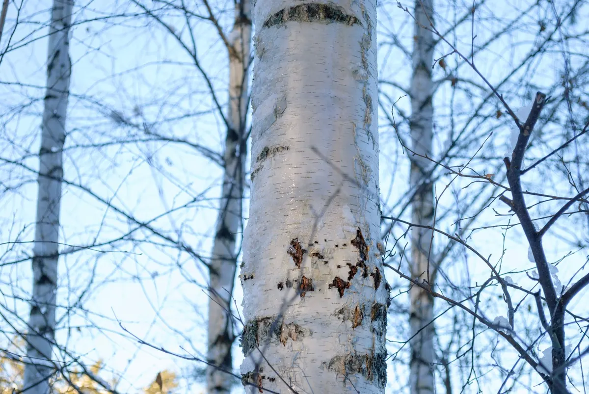 How to Identify and Treat Bronze Birch Borer Without Harming Pollinators