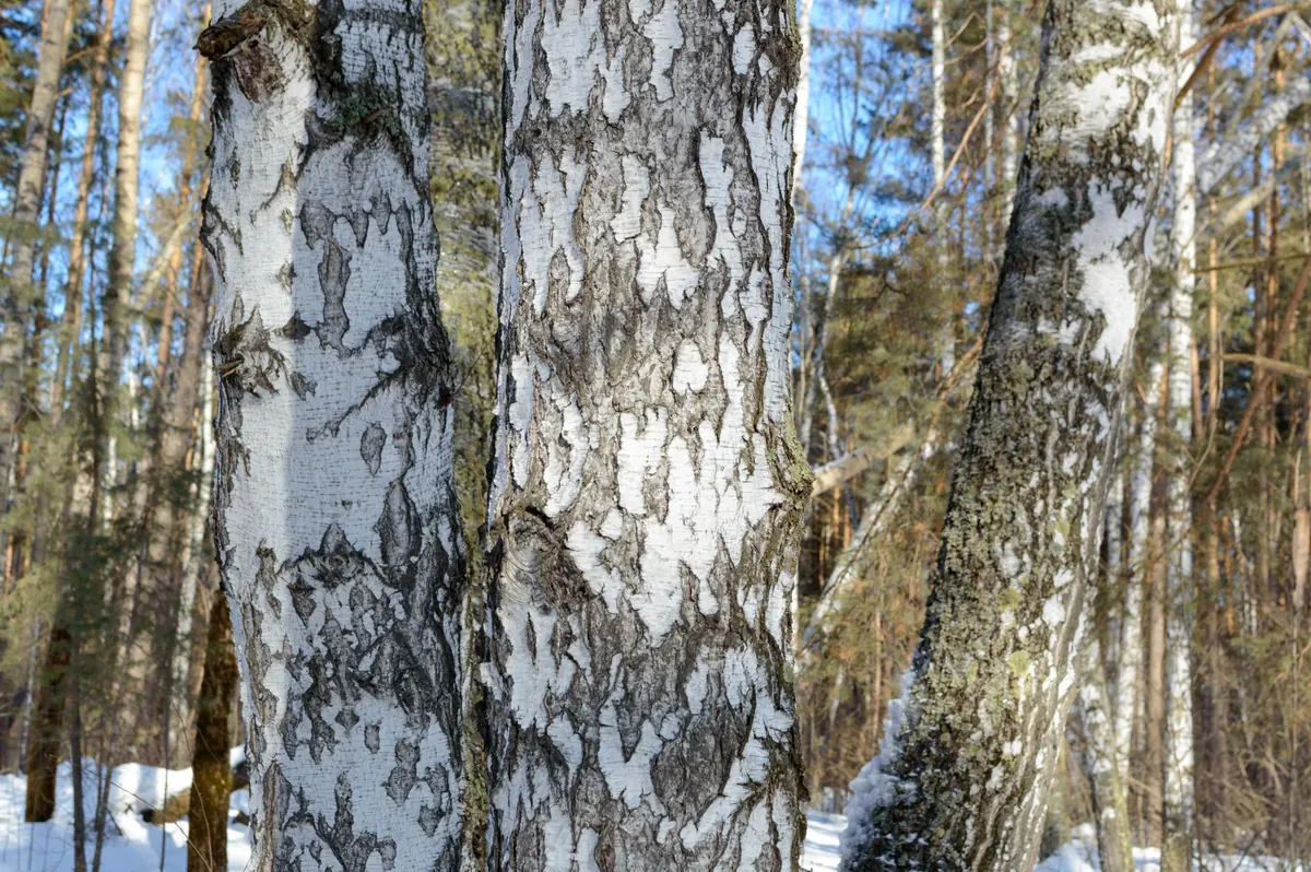 How to Prune a Young Birch Tree in Late Winter Without Causing Sap Bleed