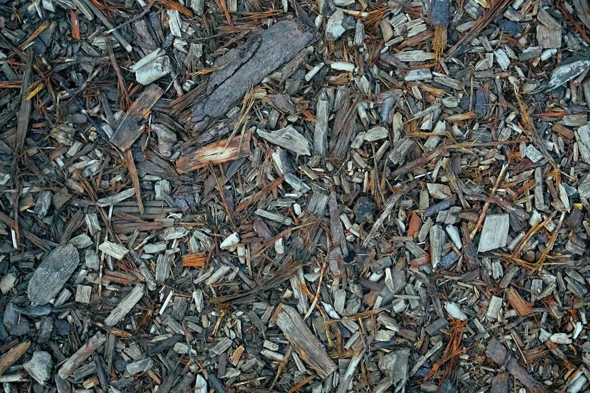 Mulch Volcanoes and Other Common Tree Mulching Mistakes to Avoid