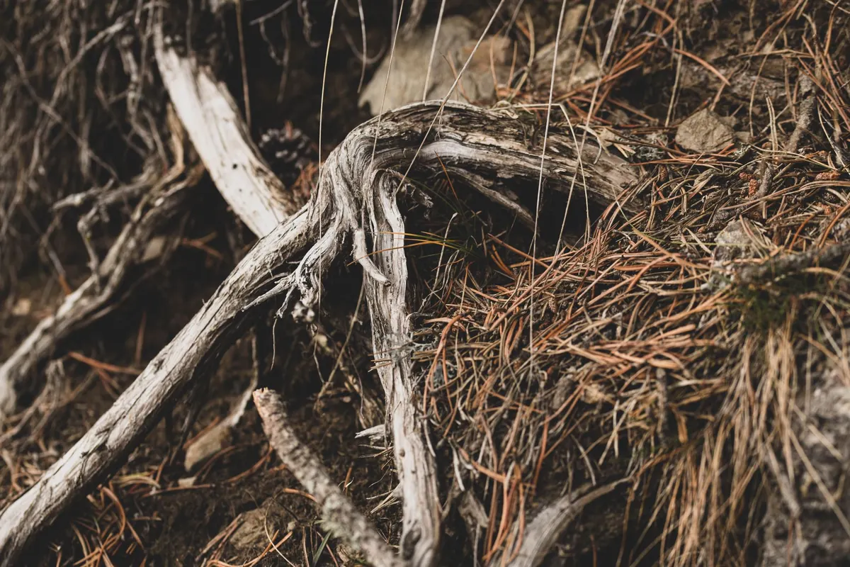 Planting Bare-Root Trees in Fall: A Beginner's Step-by-Step Guide