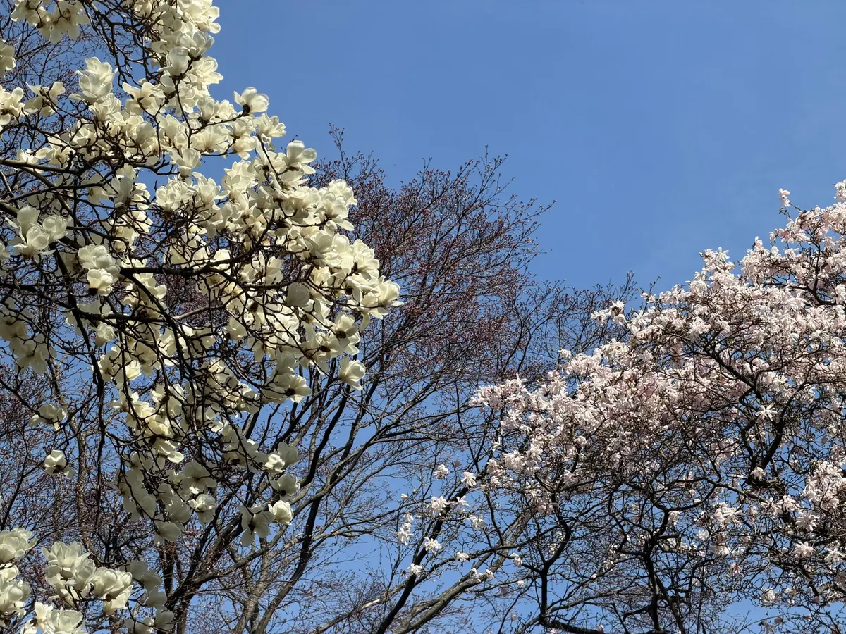 Spring Tree Care Checklist for Cold-Climate Gardens